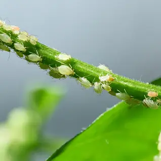 Aphids
